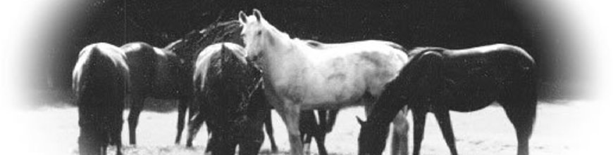 Fohlen aus Niederbayern